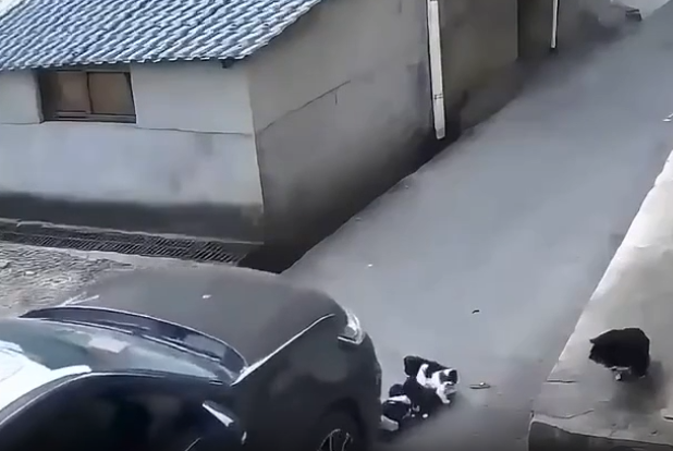 Sao lại làm vậy, coi mà thương VIde0