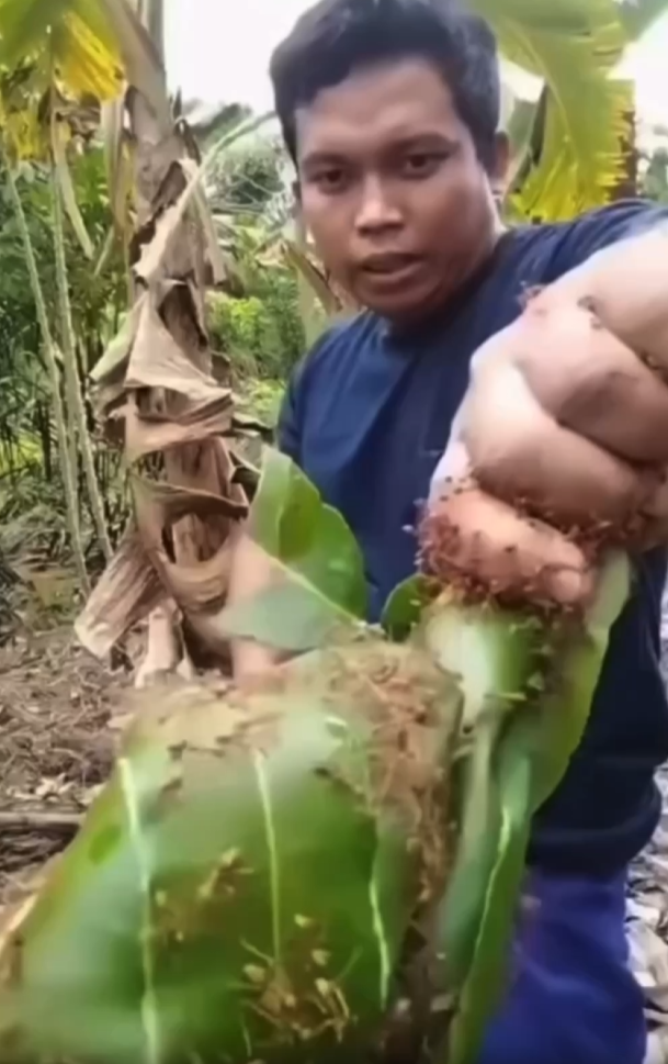 VIDE-0 họa mi ngừng hót 😆