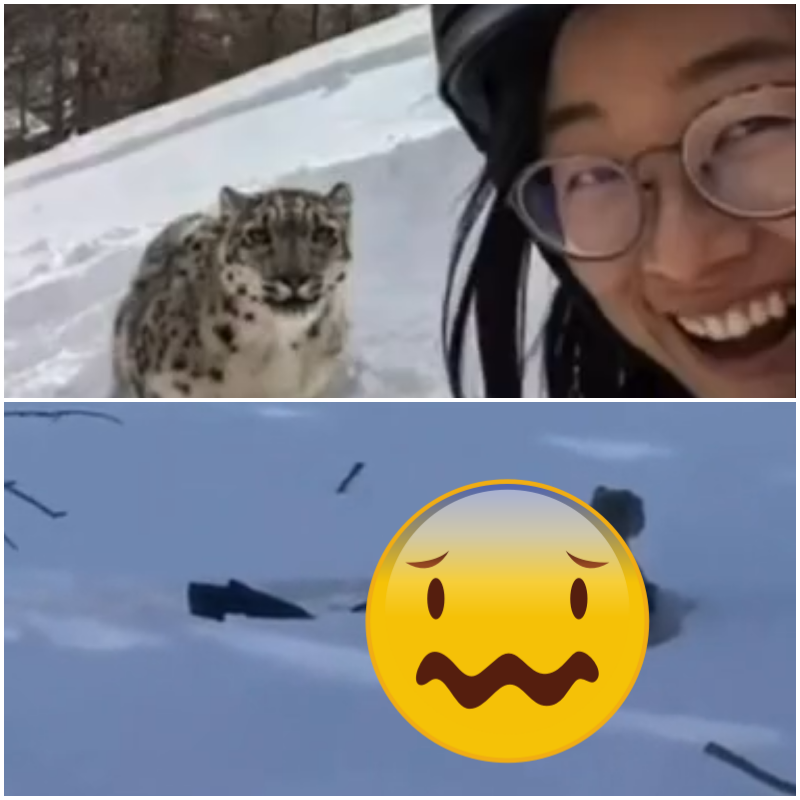 Vide-o Cô gái chụp ảnh với báo tuyết trước khi …